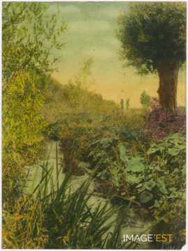 Végétation au bord d'un cours d'eau