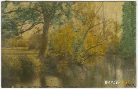 Arbre au bord d'un cours d'eau