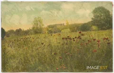 Champ de coquelicots