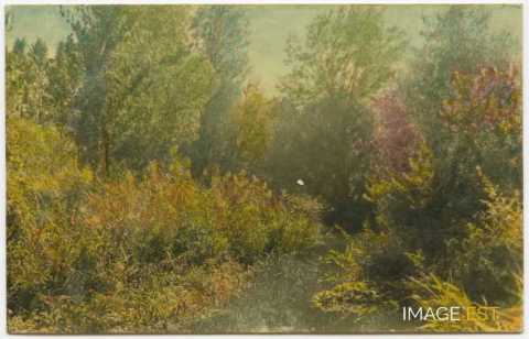 Paysage au bord d'un cours d'eau