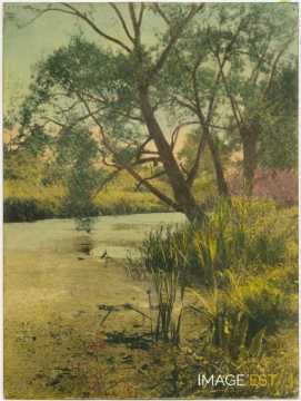 Arbres au bord d'un cours d'eau