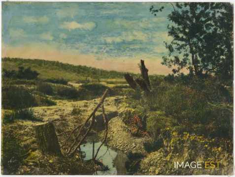 Souches d'arbres