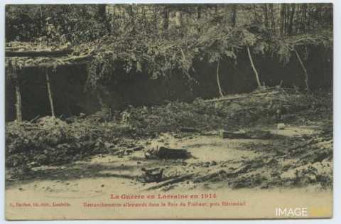 Le Bois du Fréhaut (Hériménil)