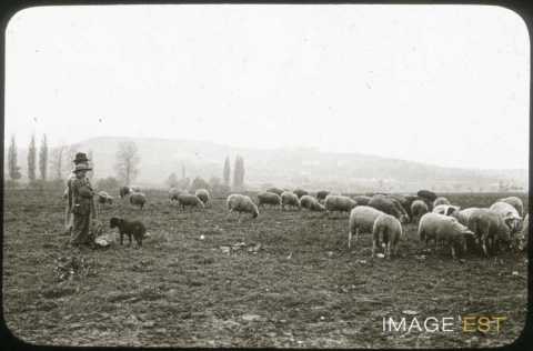 Troupeau de moutons (Nancy)
