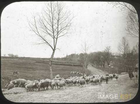 Troupeau de moutons (Mirecourt)