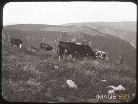 Troupeau de vaches (Hohneck)