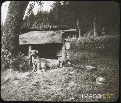 Chien (Gérardmer)