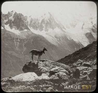Chèvre (Chamonix)