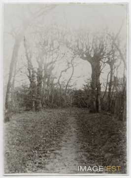 Bosquet de charmilles (Nancy)