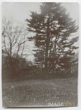 Grand sapin (Nancy)