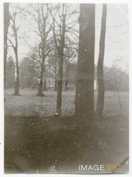 Groupe d'arbres (Nancy)
