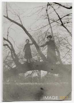 Arbre couché (Nancy)