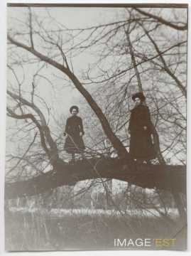 Arbre couché (Nancy)