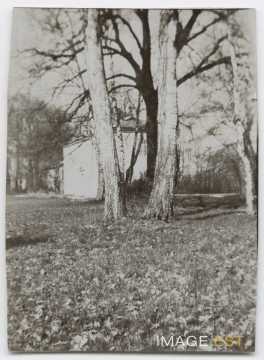 Groupe d'arbres (Nancy)