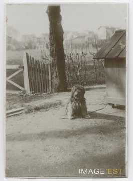 Chien de garde (Nancy)