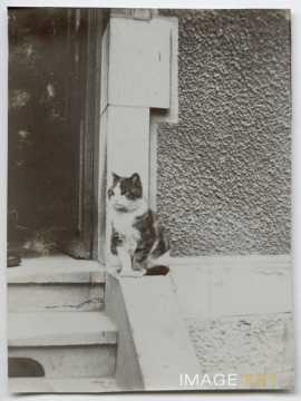Chat du concierge (Nancy)