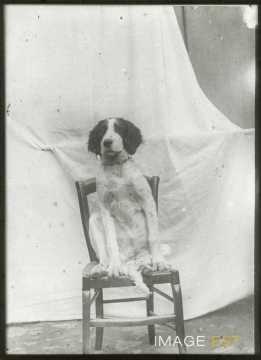 Photographie d'un chien