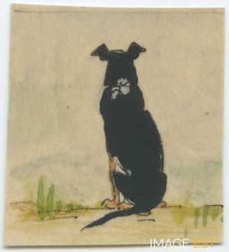 Chien de dos