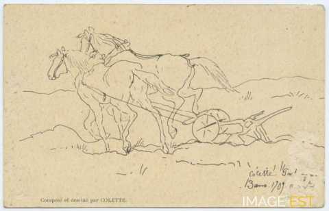 Chevaux aux labours
