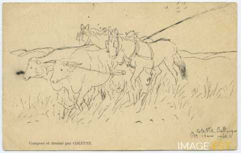 Attelage d'animaux