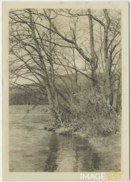 Arbres au bord de l'eau