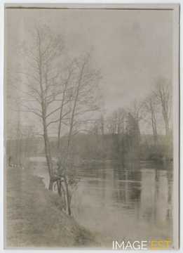 Femme et chiens