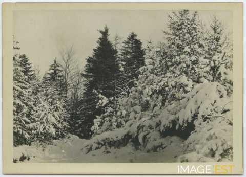 Paysage hivernal
