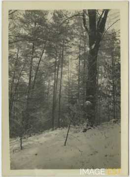Paysage hivernal