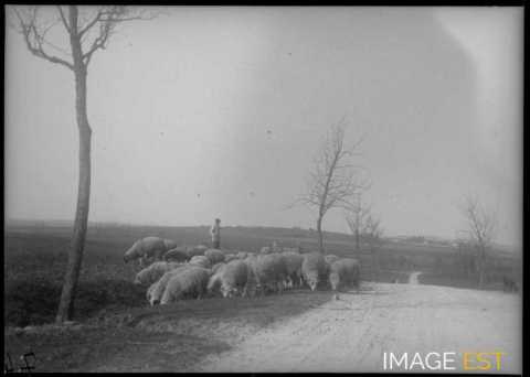 Troupeau de moutons (Lay-Saint-Christophe)