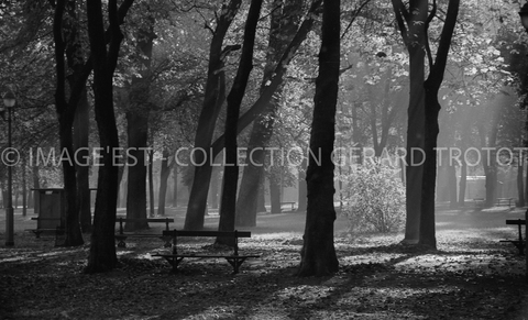 Arbres de la Pépinière (Nancy)