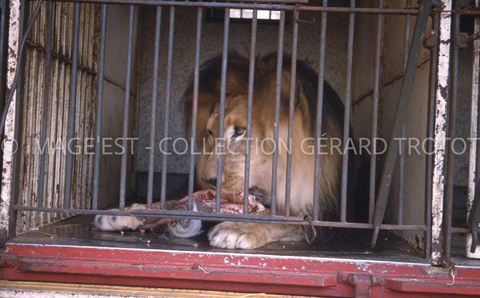 Lion en cage (Nancy)