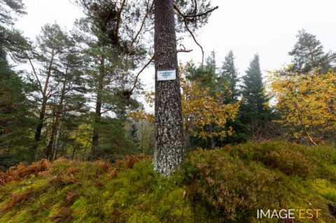 Site de la bataille du col du Linge (Orbey)