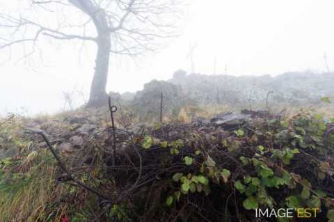 Champ de bataille du Hartmannswillerkopf  (Wattwiller)
