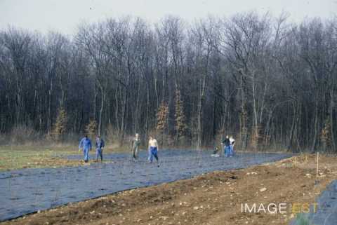 Travail de plantations (Maxéville)