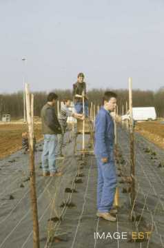 Travail de plantations (Maxéville)