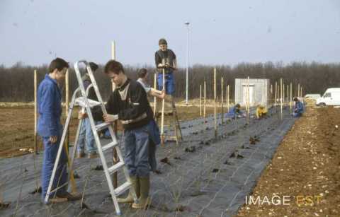 Travail de plantations (Maxéville)