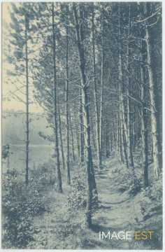Forêt de Bellefontaine (Champigneulles)