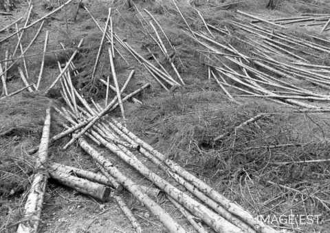 Travaux forestiers (Pierre-Percée)