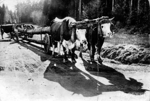 Transport de grumes