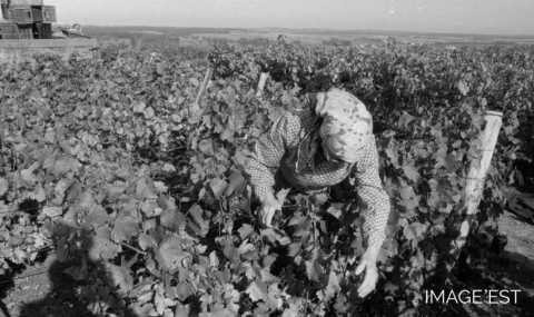 Vendanges (Toul)