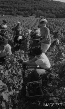 Vendanges dans le Toulois (Meurthe-et-Moselle)