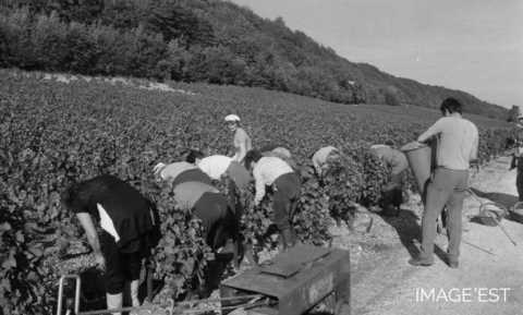 Vendanges dans le Toulois (Meurthe-et-Moselle)