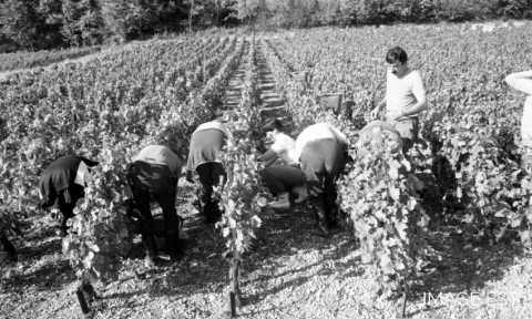 Vendanges dans le Toulois (Meurthe-et-Moselle)