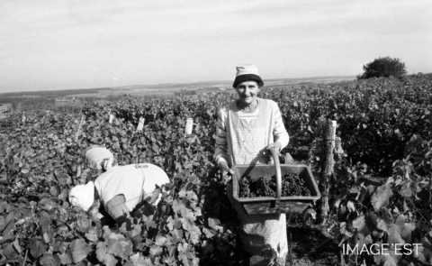 Vendanges dans le Toulois (Meurthe-et-Moselle)