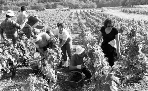 Vendanges dans le Toulois (Meurthe-et-Moselle)
