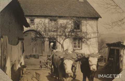 Attelage bovin (La Croix-aux-Mines)