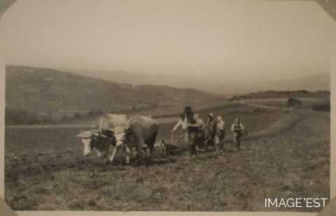 Plantation de pommes de terre (Saint-Dié-des-Vosges)