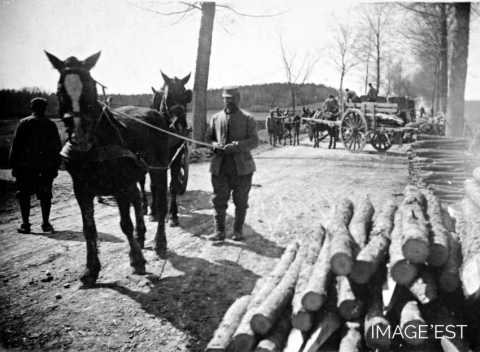 Bois pour les tranchées (Vosges)