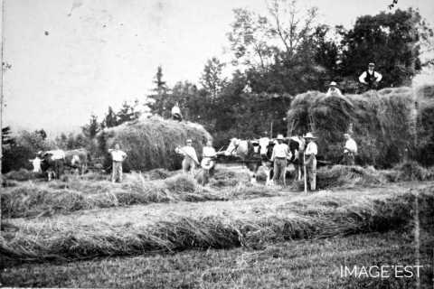 Fenaison (Moriville)
