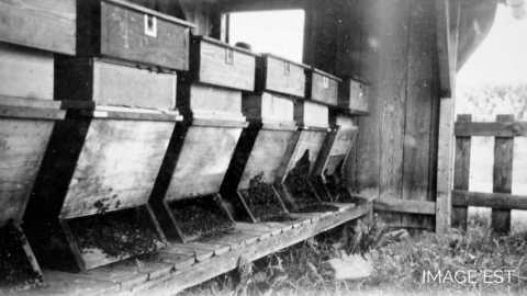 Ruches (Lorraine)